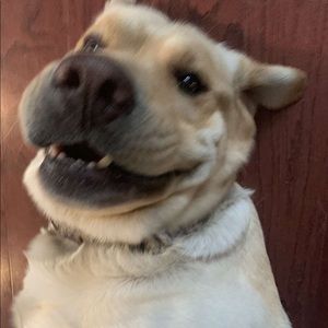 Meet your Posher, Riley